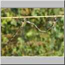 Lestes viridis - Weidenjungfer 01.jpg